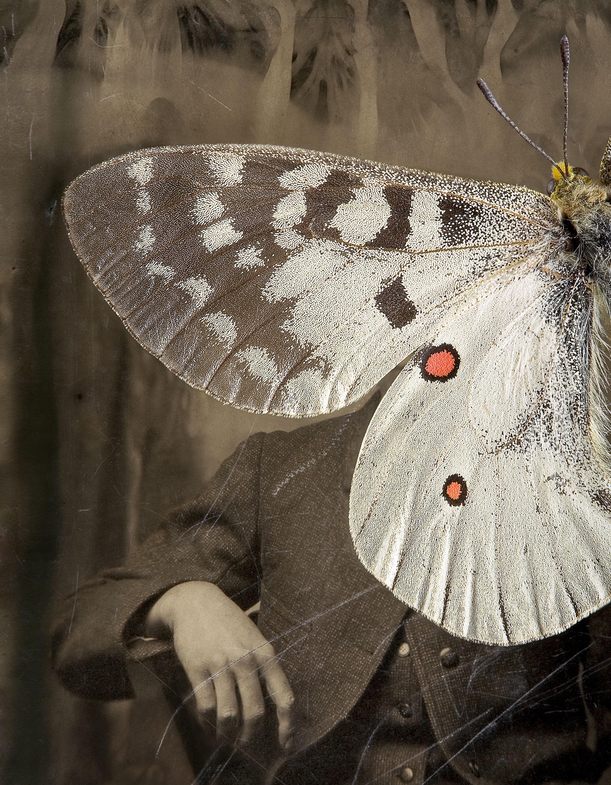 Parnassius Apollo by Jo Whaley, photo-eye Gallery